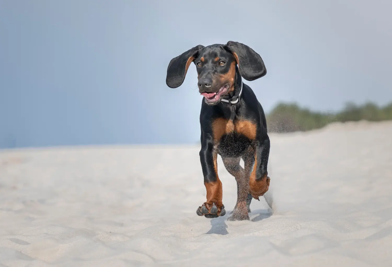 Buying a Gończy Polski puppy means taking responsibility! Buy Gończy Polski puppies.
