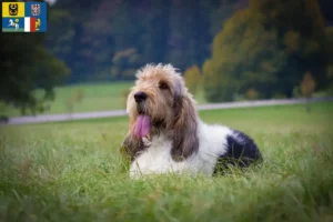Read more about the article Grand Basset Griffon Vendéen breeders and puppies in Moravia-Silesia