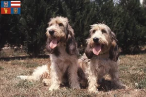 Read more about the article Grand Basset Griffon Vendéen breeders and puppies in South Moravia