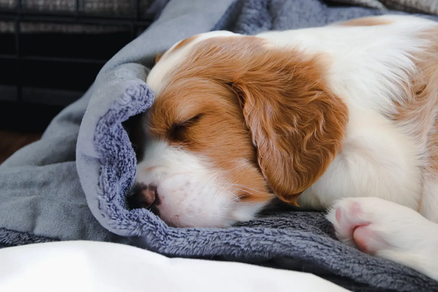 Buying an Irish Red and White Setter puppy means taking responsibility! Buy Irish Red and White Setter puppies.