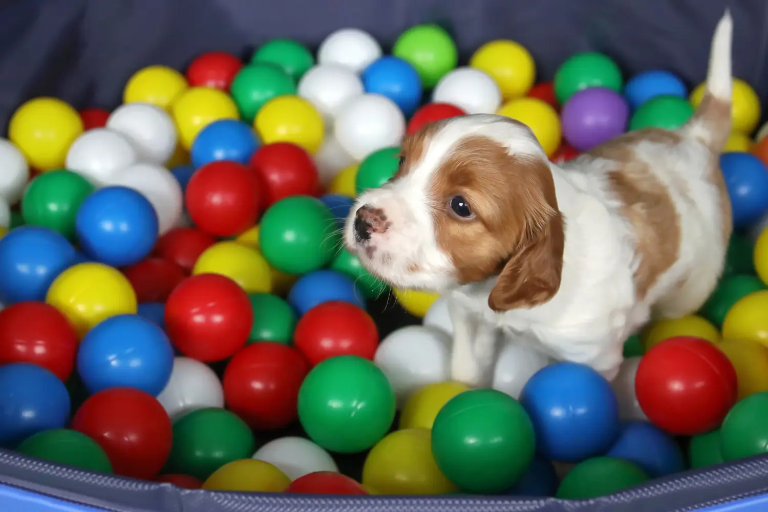 Buying an Irish Red and White Setter puppy means taking responsibility! Buy Irish Red and White Setter puppies.