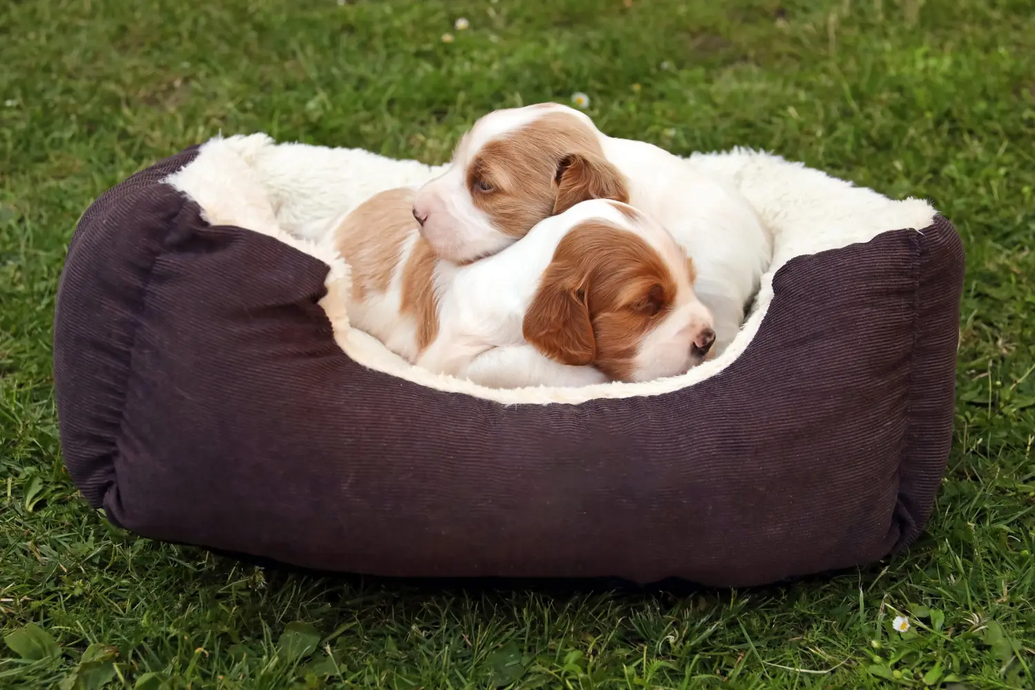 Buying an Irish Red and White Setter puppy means taking responsibility! Buy Irish Red and White Setter puppies.