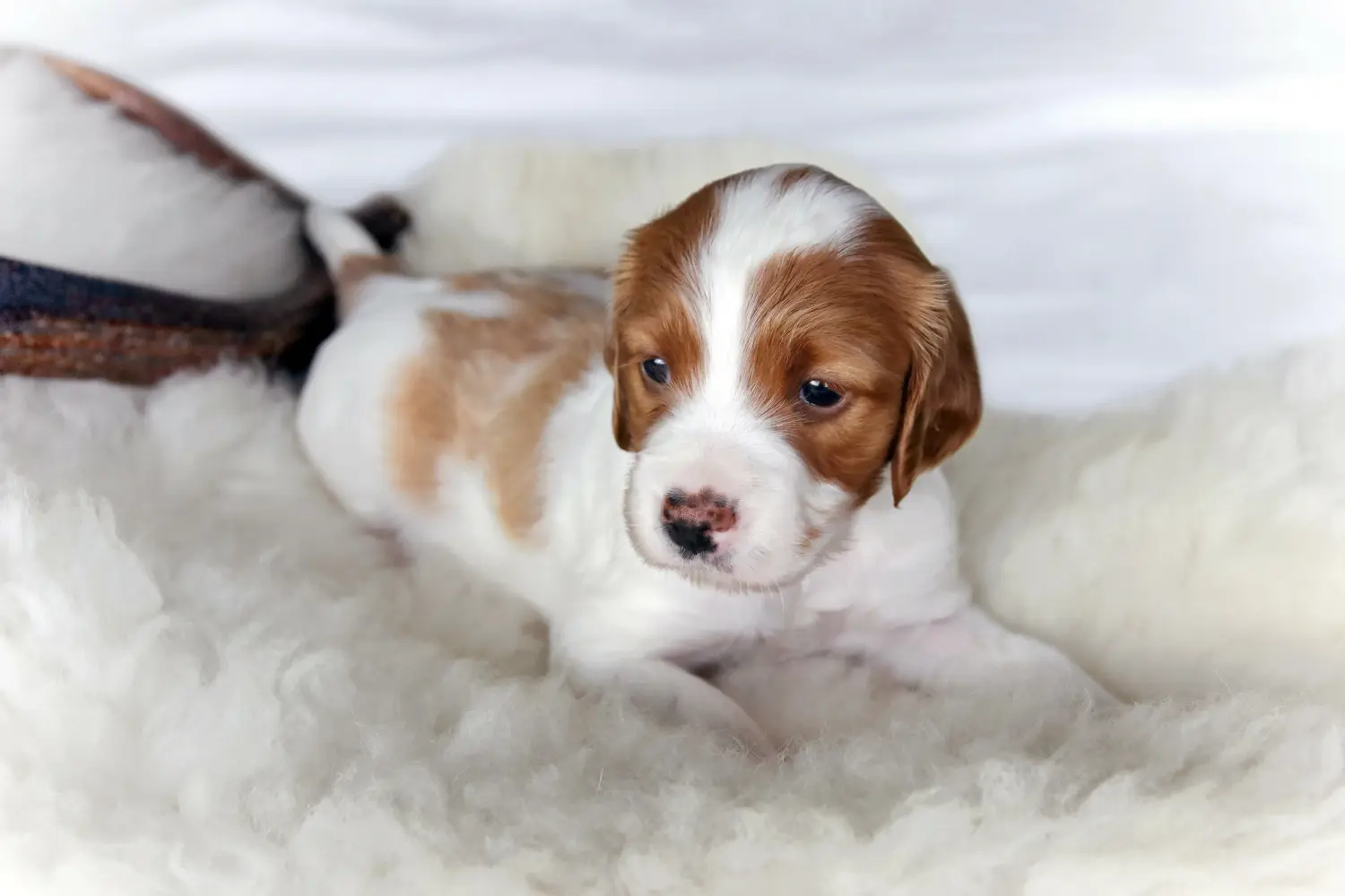 Buying an Irish Red and White Setter puppy means taking responsibility! Buy Irish Red and White Setter puppies.
