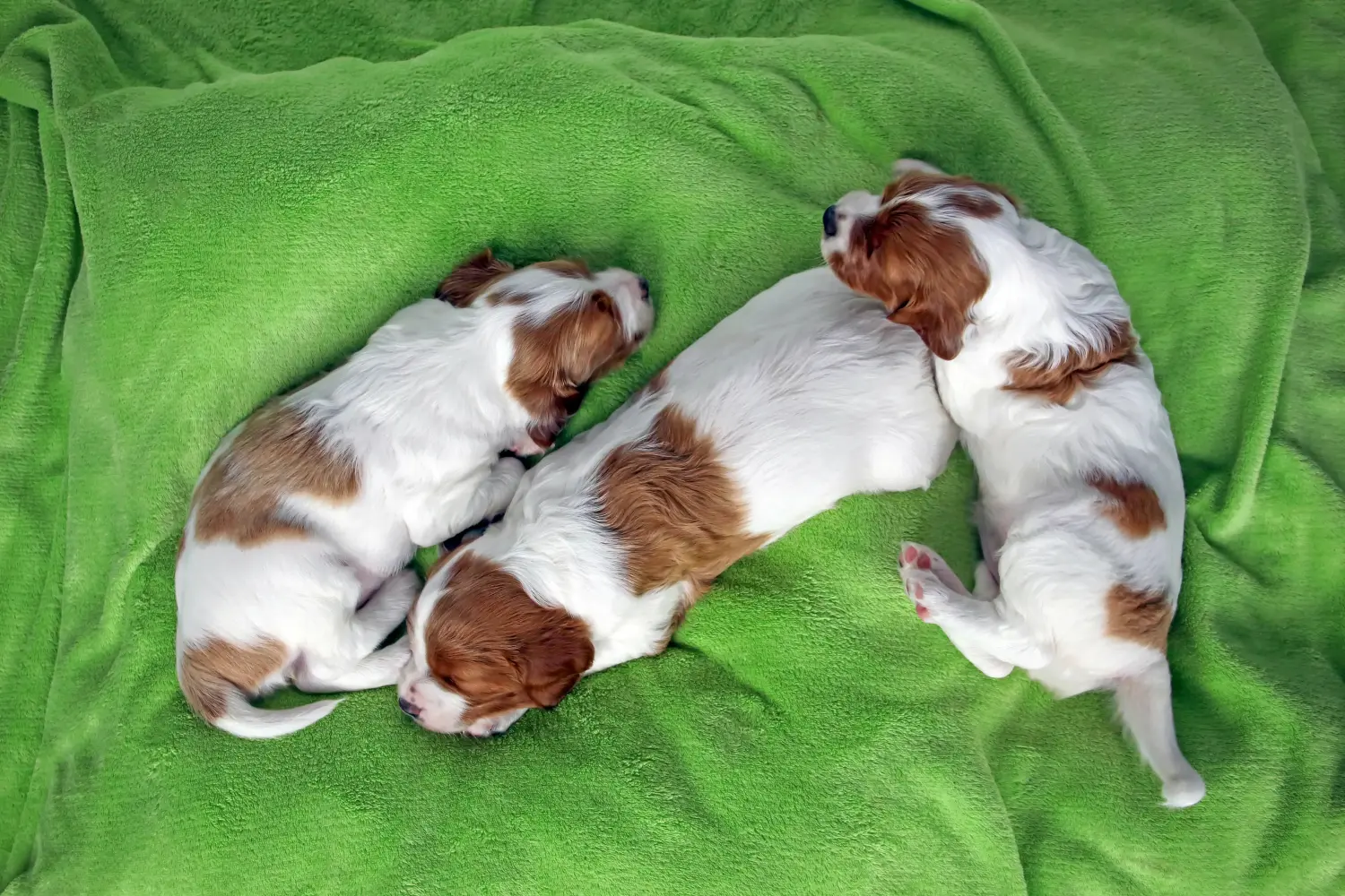 Buying an Irish Red and White Setter puppy means taking responsibility! Buy Irish Red and White Setter puppies.