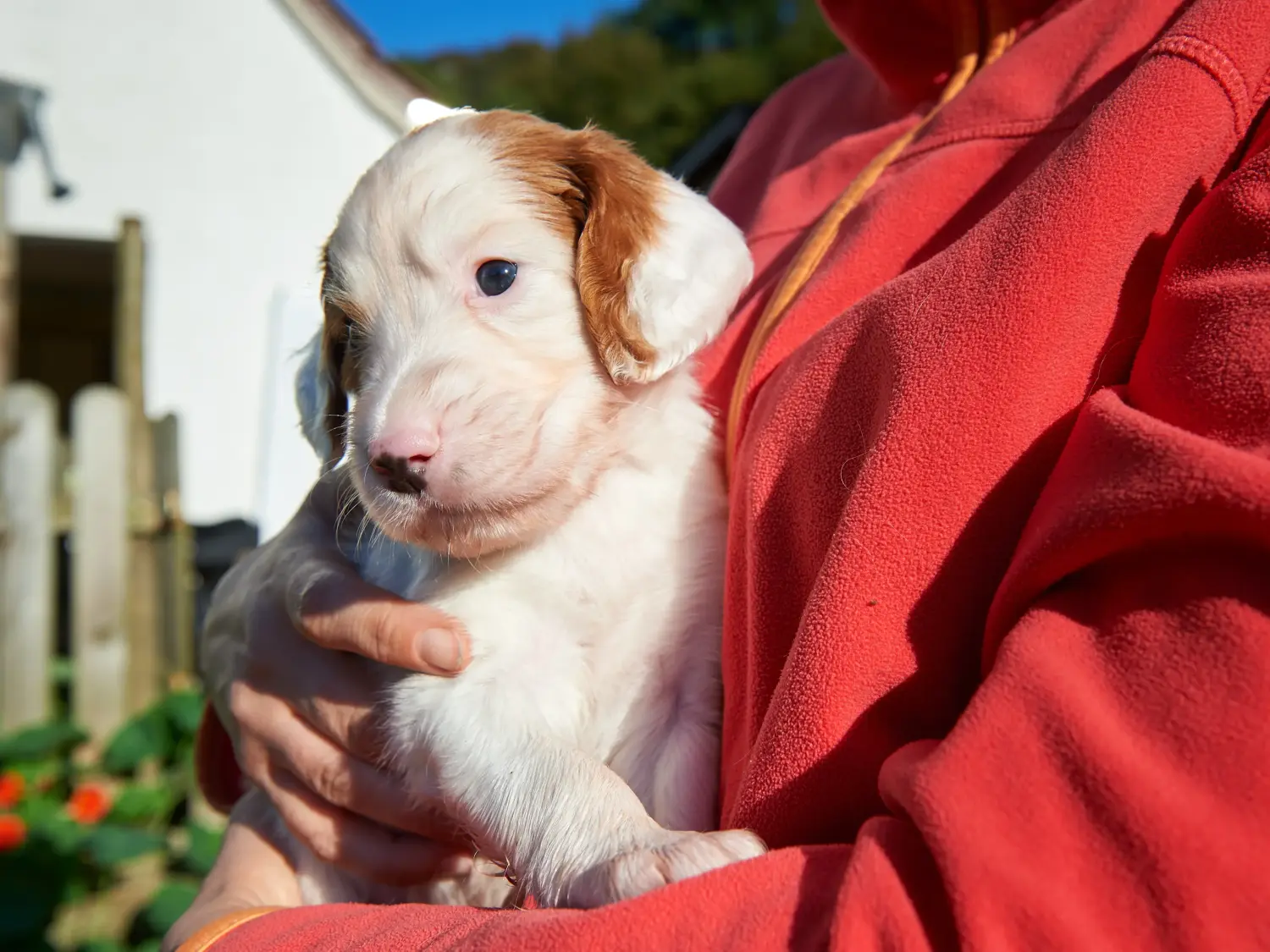 Buying an Irish Red and White Setter puppy means taking responsibility! Buy Irish Red and White Setter puppies.