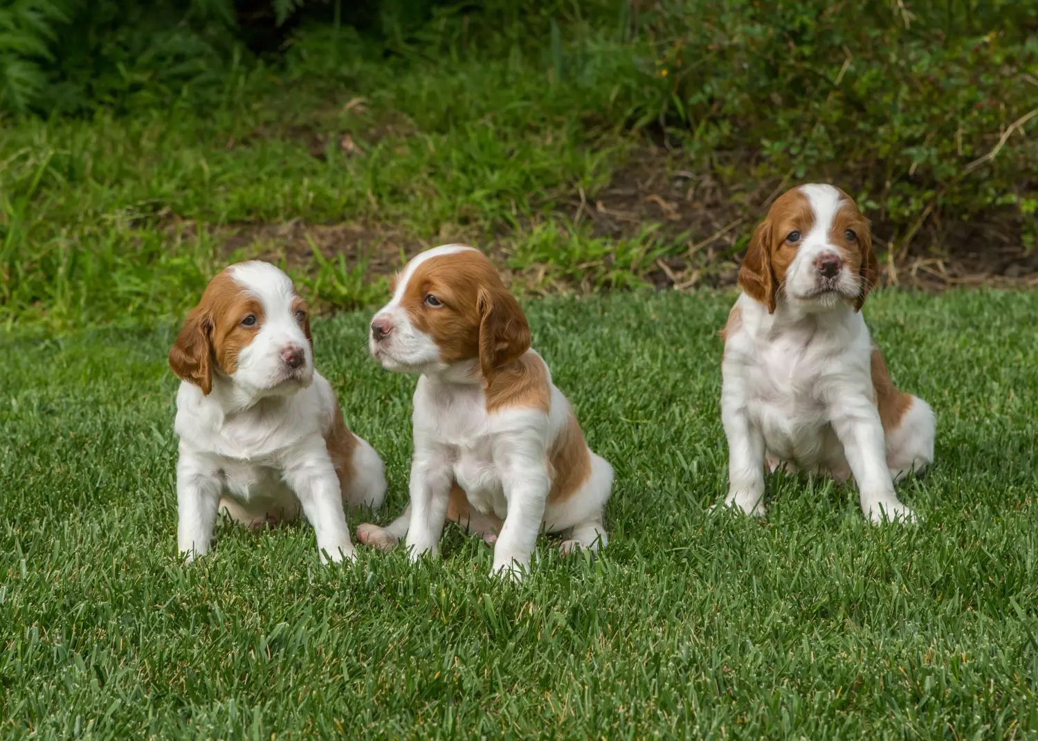 Buying an Irish Red and White Setter puppy means taking responsibility! Buy Irish Red and White Setter puppies.
