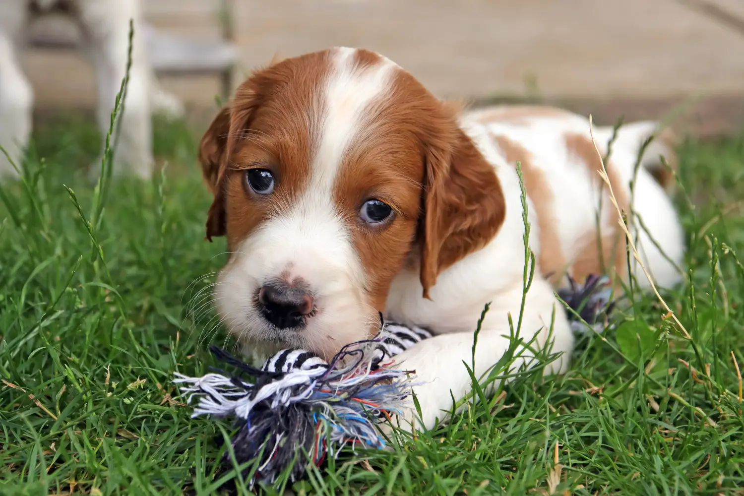 Buying an Irish Red and White Setter puppy means taking responsibility! Buy Irish Red and White Setter puppies.