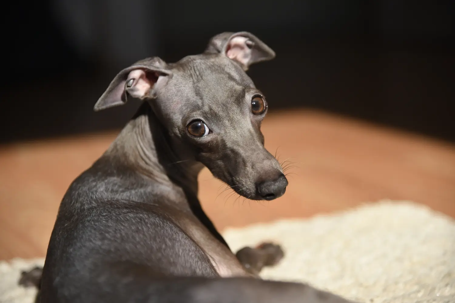 Buying an Italian Greyhound puppy means taking responsibility! Buy Italian wind chime puppies.