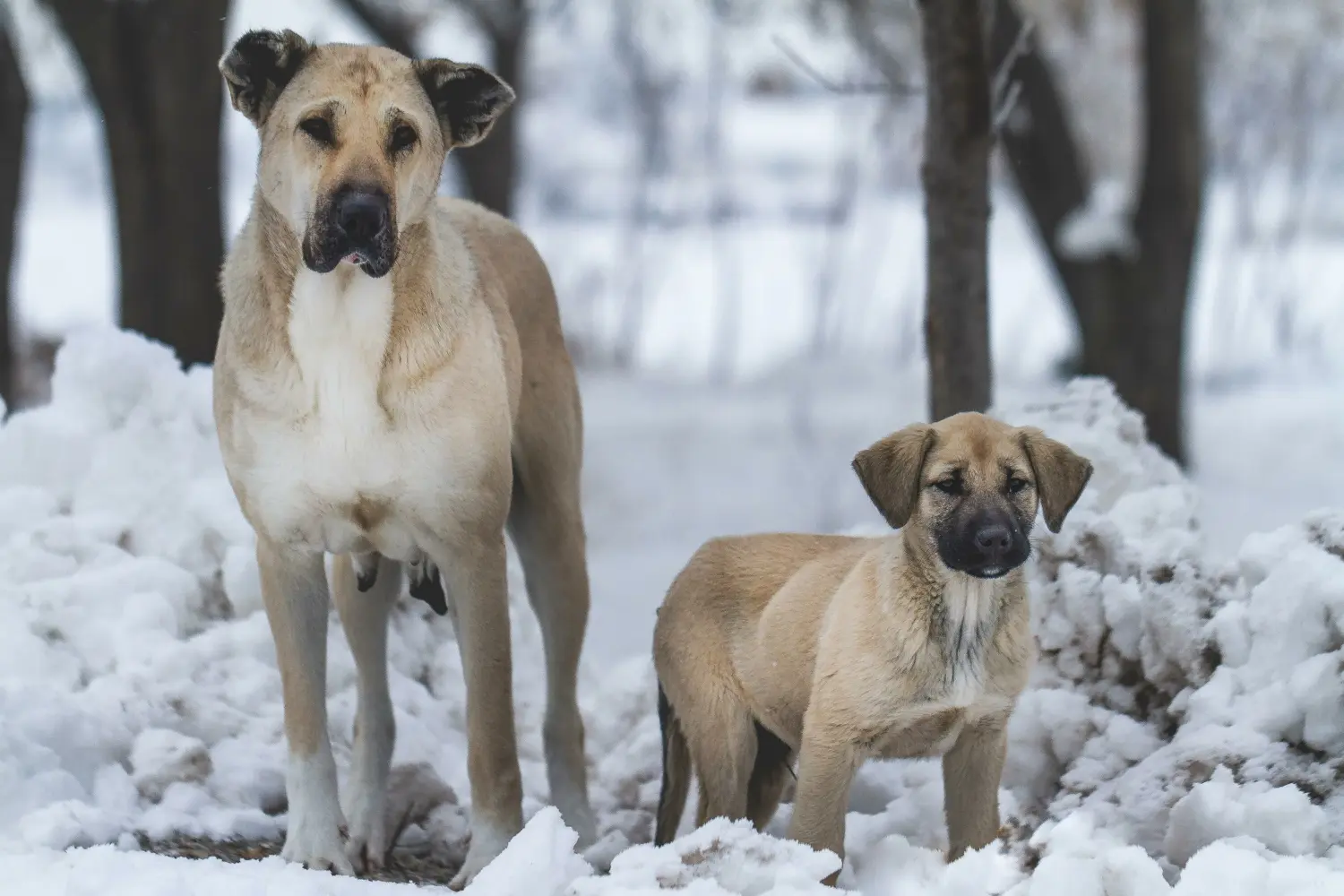 Buying a Kangal puppy means taking responsibility! Buy Kangal puppies.