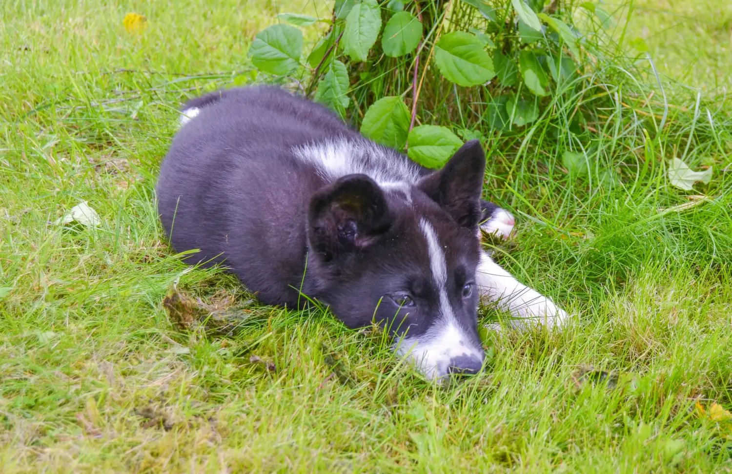 Buying a Karelian Bear Dog puppy means taking responsibility! Buy Karelian Bear Dog puppies.