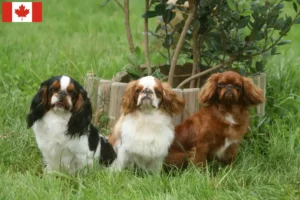 Read more about the article King Charles Spaniel breeders and puppies in Canada
