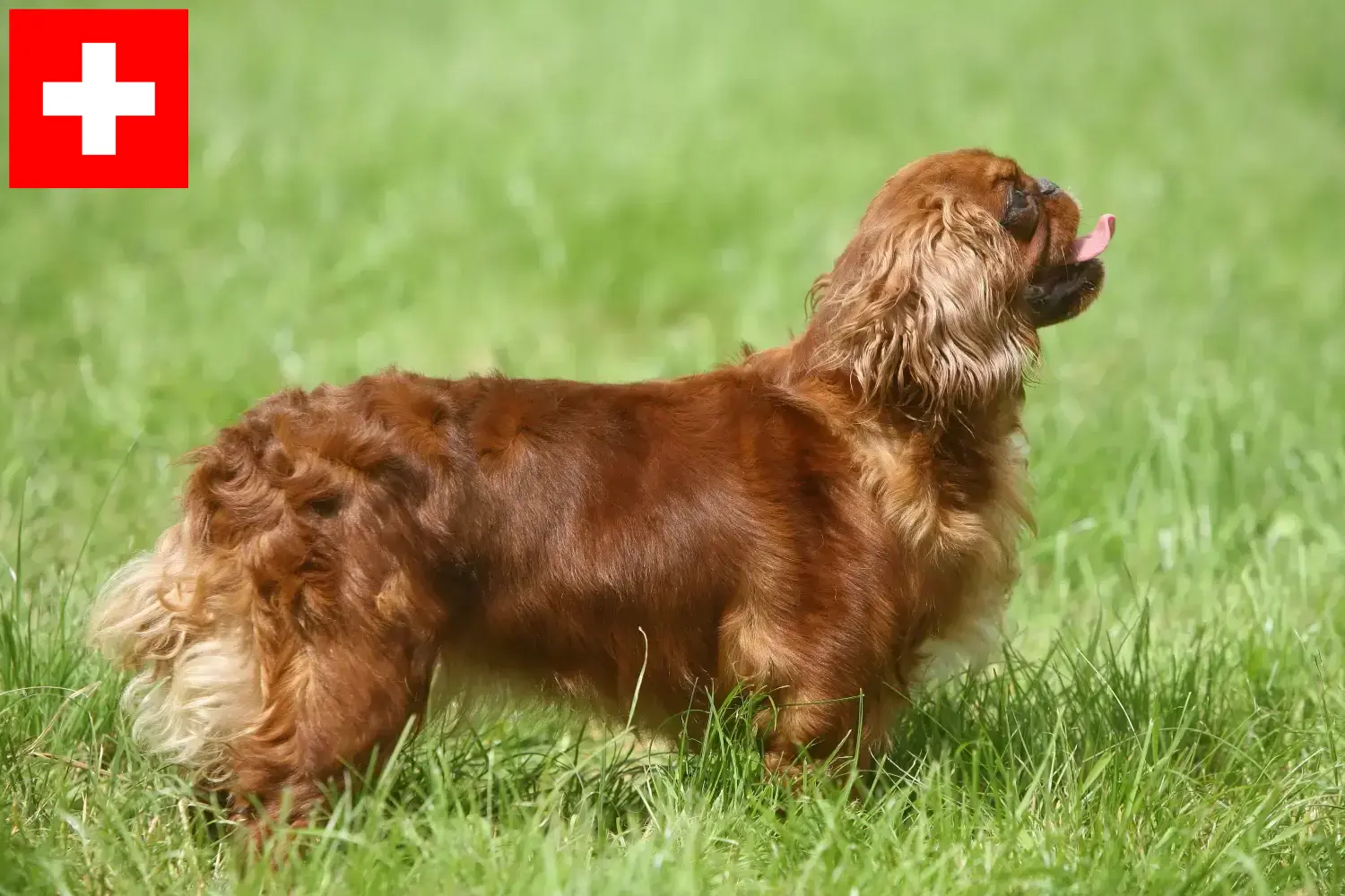 King Charles Spaniel puppies and breeders Switzerland Here you can find King Charles Spaniels breeders in Switzerland.