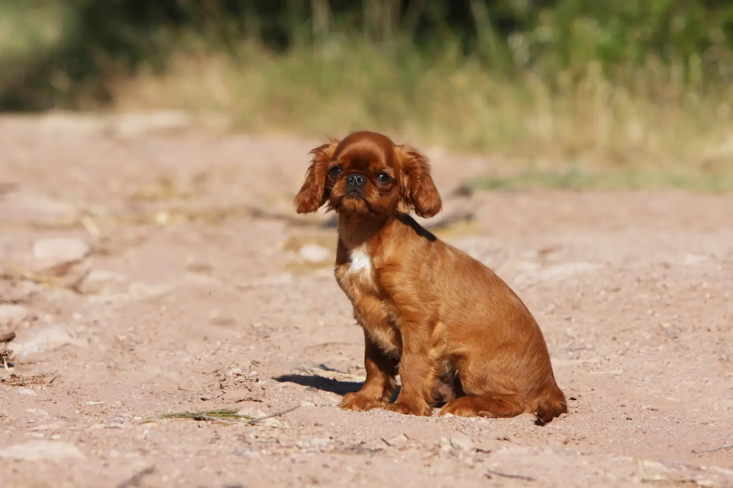 Buying a King Charles Spaniel puppy means taking responsibility! Buy King Charles Spaniel puppies.
