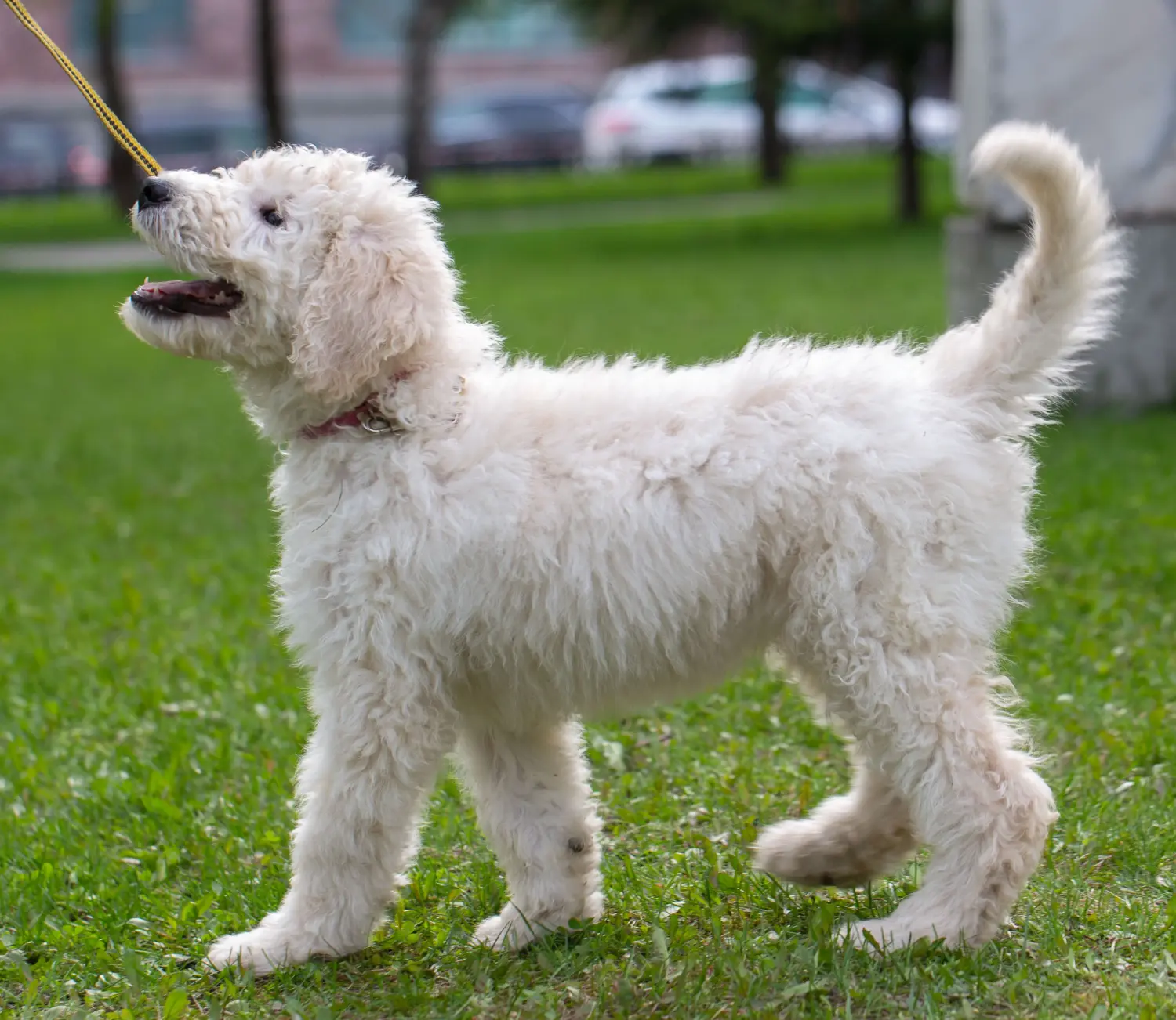 Buying a Komondor puppy means taking responsibility! Buy Komondor puppies.