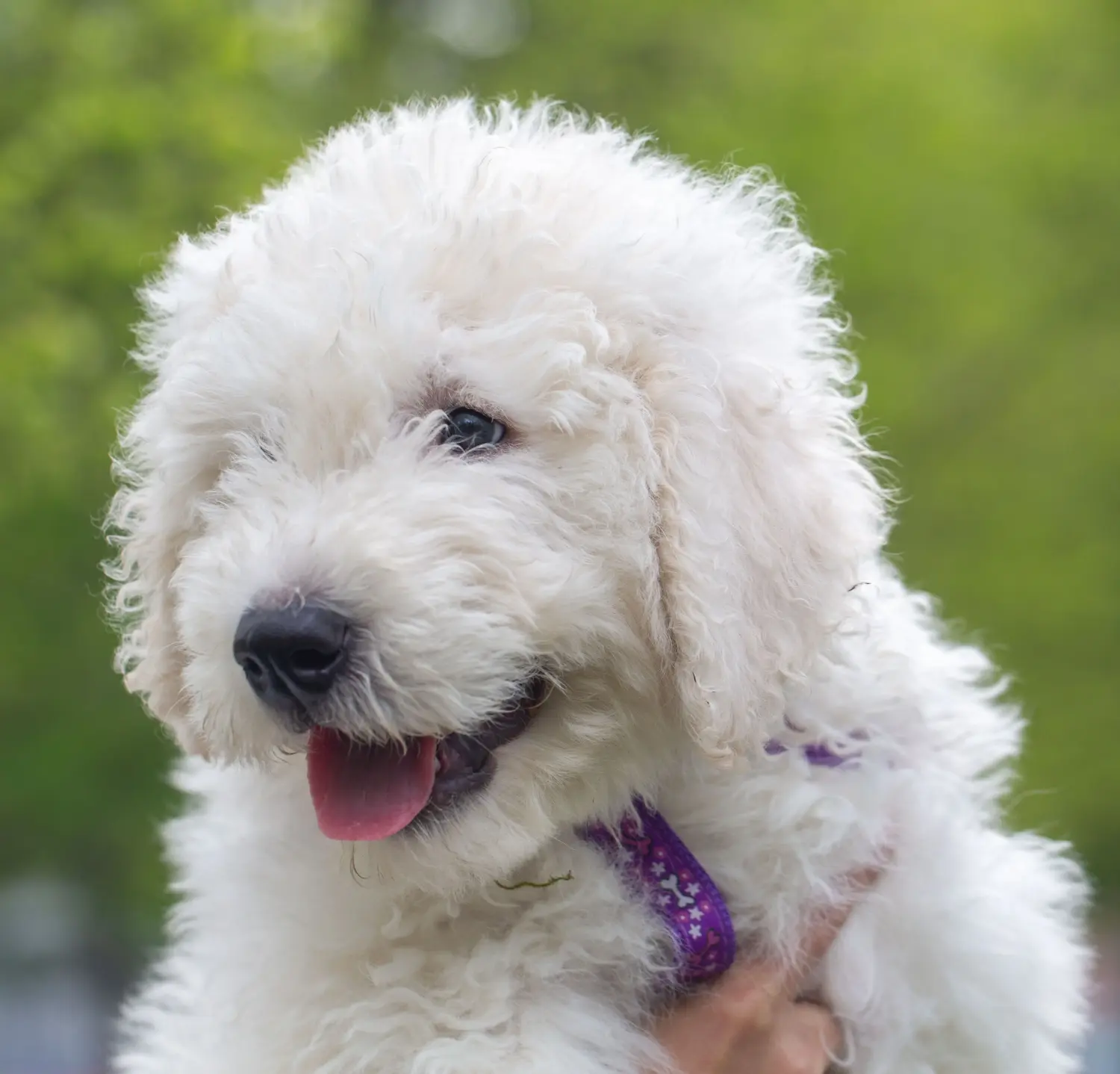 Buying a Komondor puppy means taking responsibility! Buy Komondor puppies.