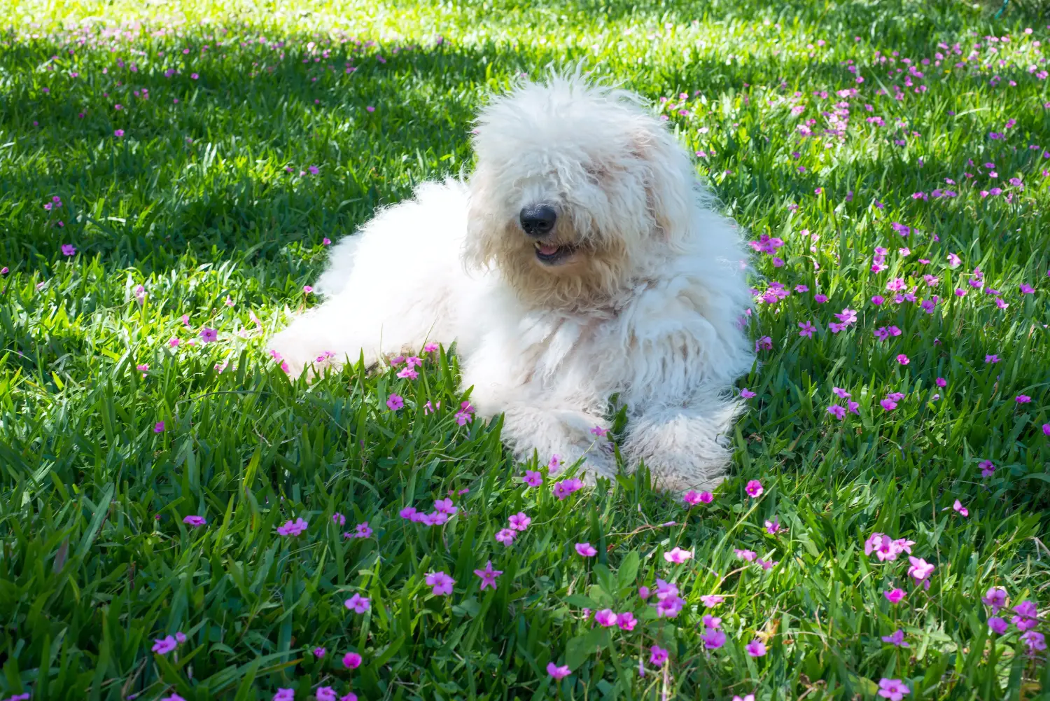 Buying a Komondor puppy means taking responsibility! Buy Komondor puppies.