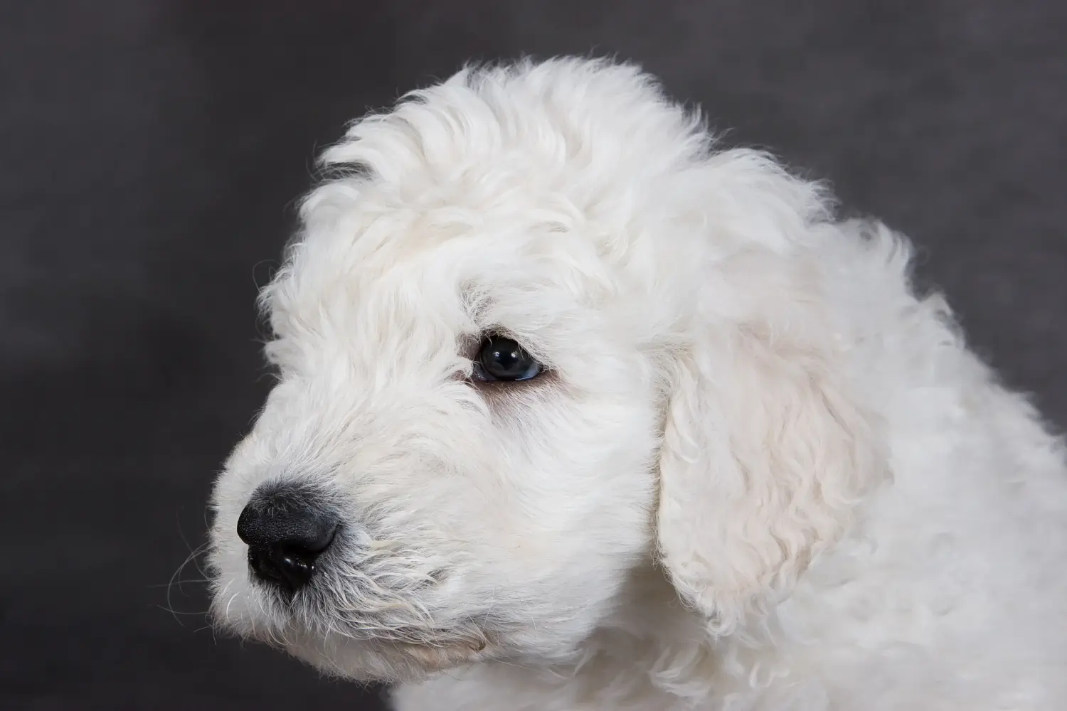 Buying a Komondor puppy means taking responsibility! Buy Komondor puppies.