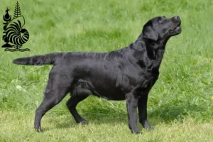 Read more about the article Labrador breeders and puppies in New Caledonia
