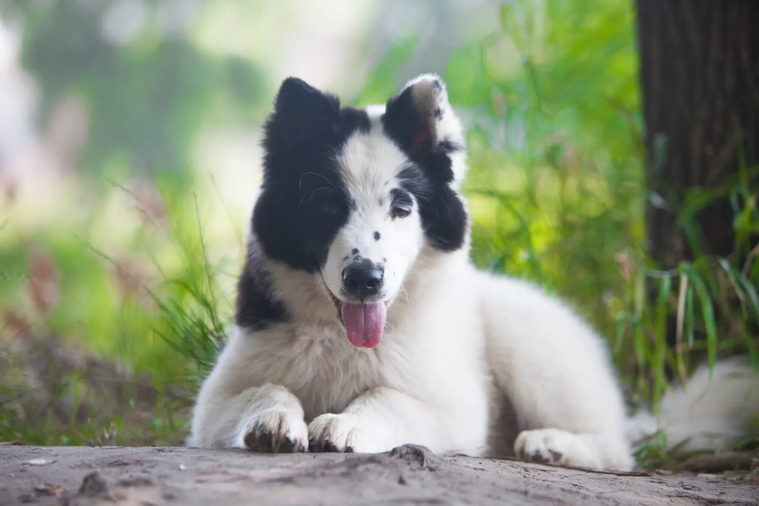 Buying a Laika puppy means taking responsibility! Buy Laika puppies.
