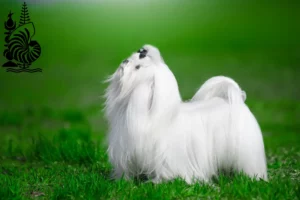 Read more about the article Maltese breeders and puppies in New Caledonia