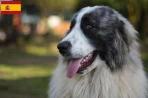 Read more about the article Mastín del Pirineo breeders and puppies in Spain