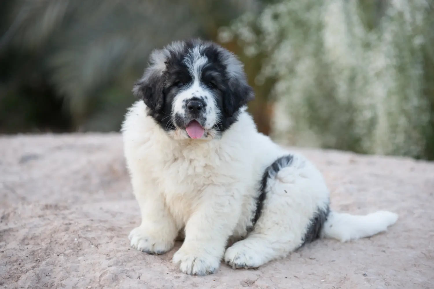 Buying a Mastín del Pirineo puppy means taking responsibility! Buy Mastín del Pirineo puppies.