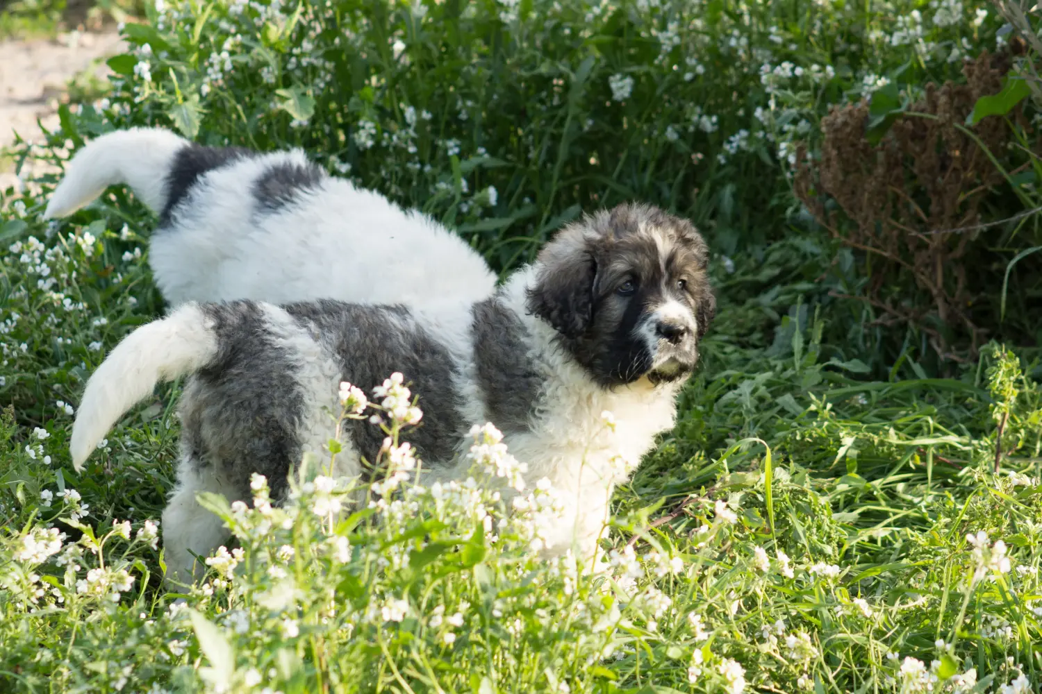 Buying a Mastín del Pirineo puppy means taking responsibility! Buy Mastín del Pirineo puppies.