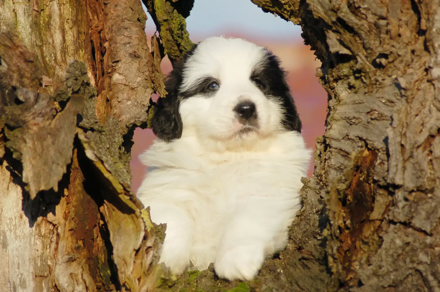 Buying a Mastín del Pirineo puppy means taking responsibility! Buy Mastín del Pirineo puppies.