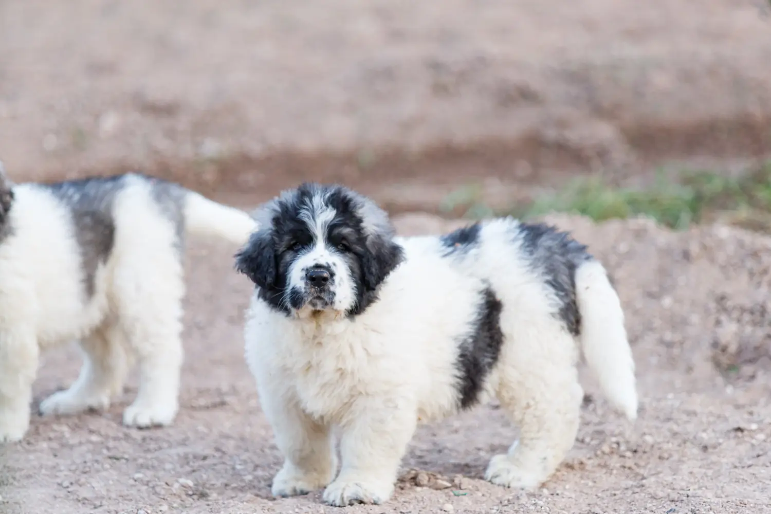 Buying a Mastín del Pirineo puppy means taking responsibility! Buy Mastín del Pirineo puppies.