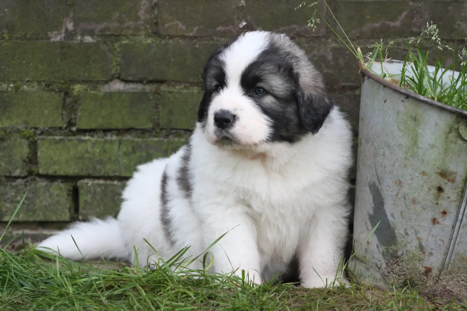 Buying a Mastín del Pirineo puppy means taking responsibility! Buy Mastín del Pirineo puppies.