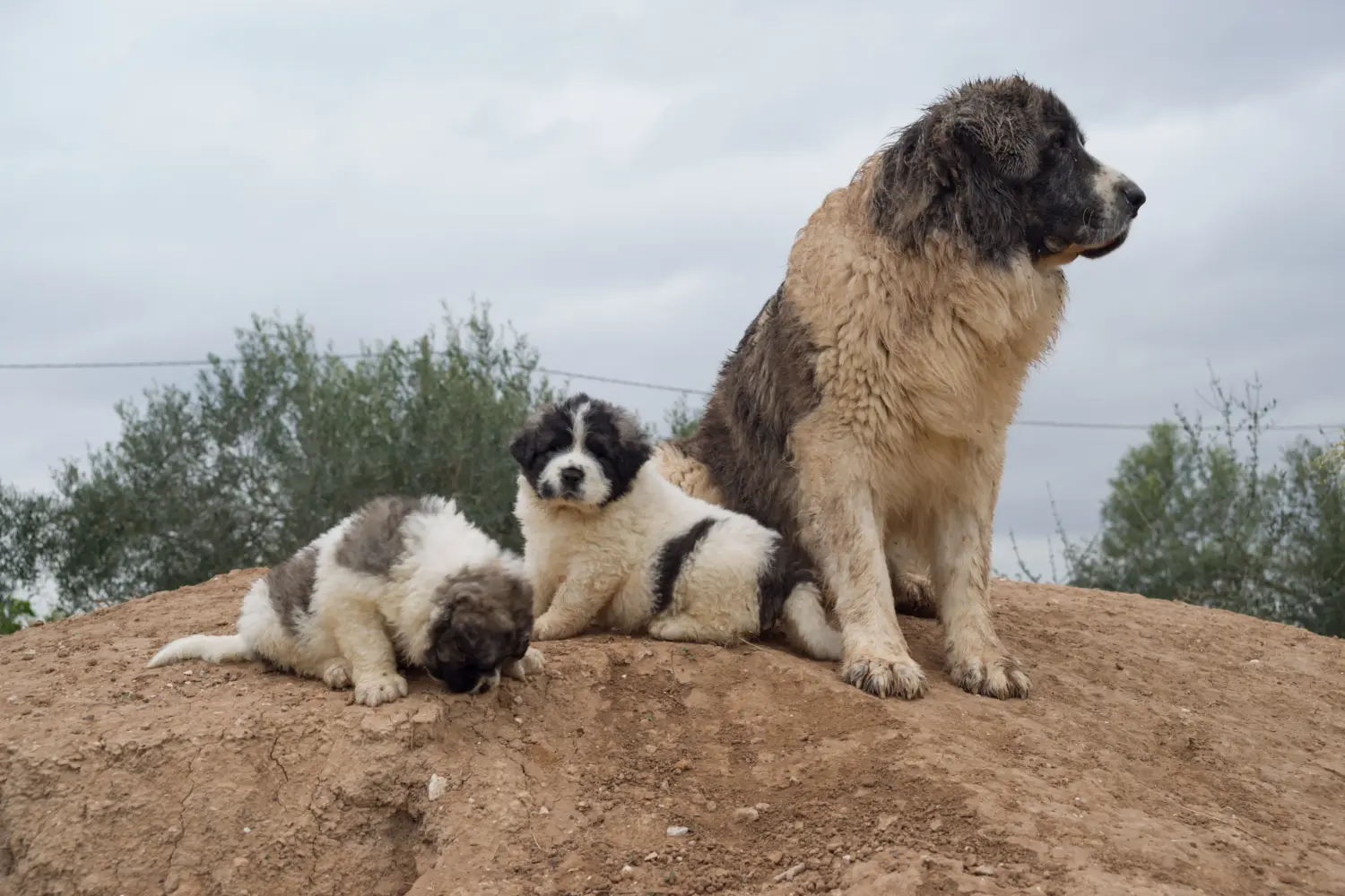 Buying a Mastín del Pirineo puppy means taking responsibility! Buy Mastín del Pirineo puppies.