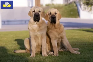 Read more about the article Mastín Español breeders and puppies in Brussels-Capital Region