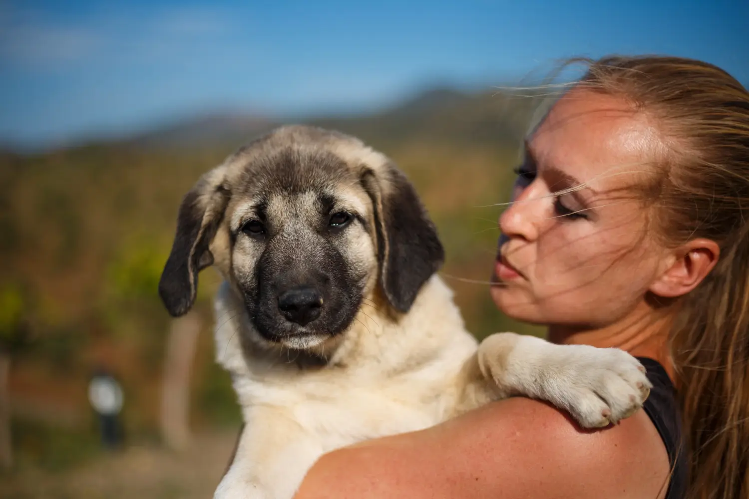 Buying a Mastín Español puppy means taking responsibility! Buy Mastín Español puppies.