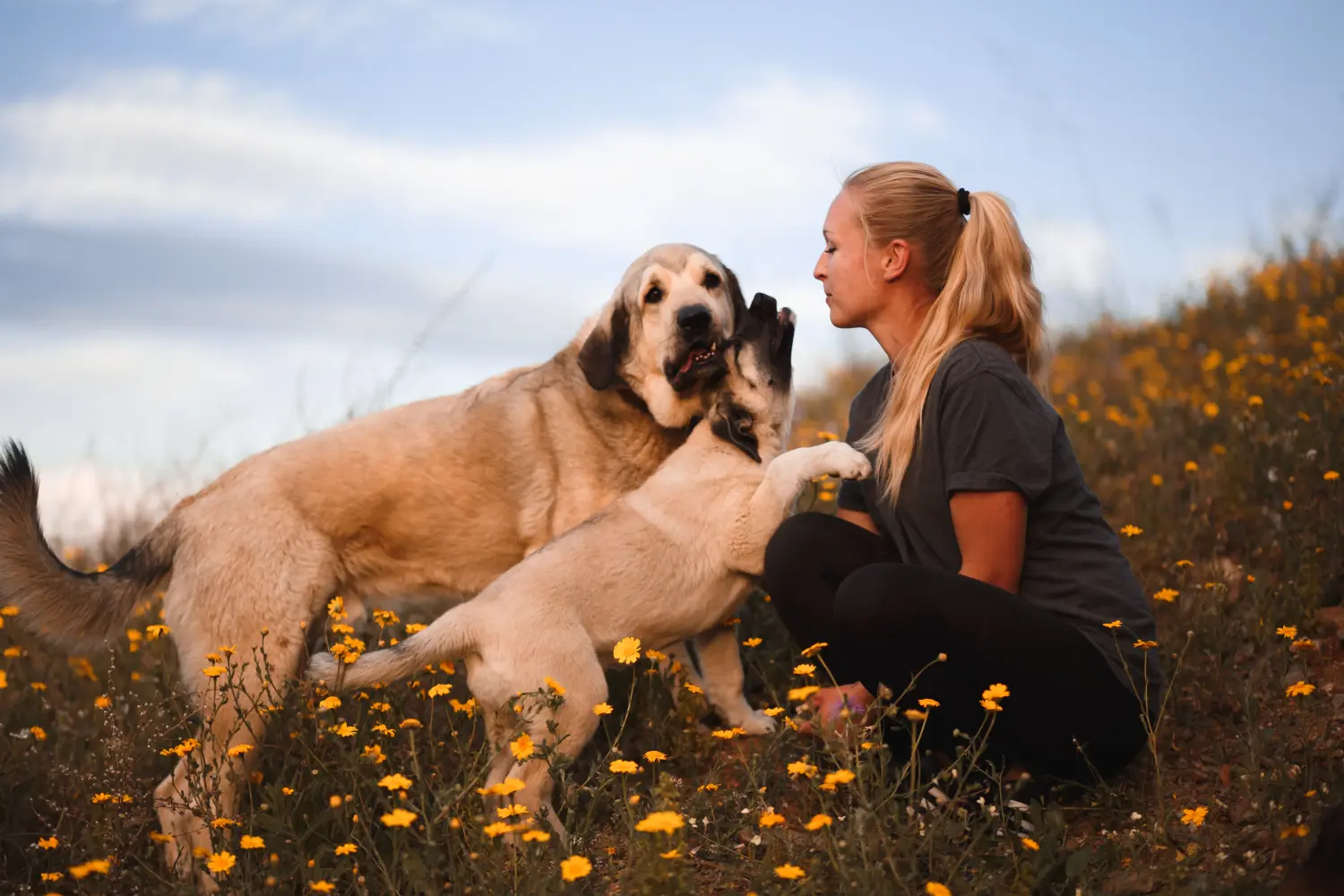 Buying a Mastín Español puppy means taking responsibility! Buy Mastín Español puppies.