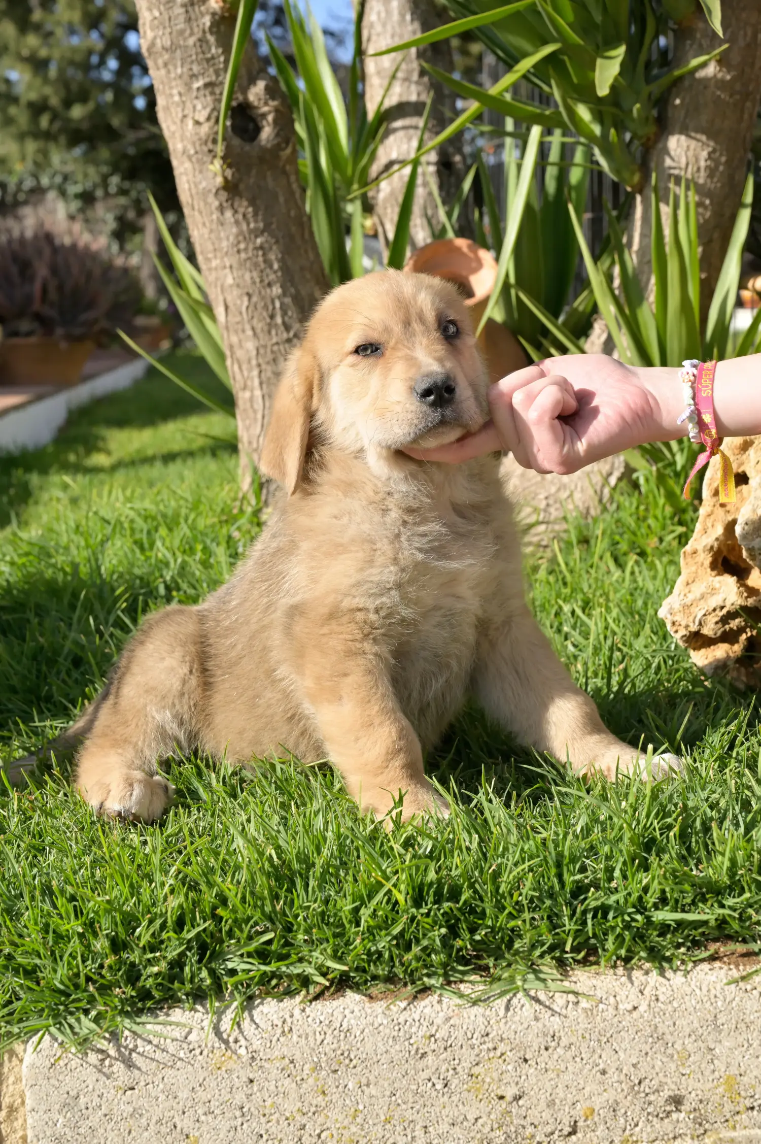 Buying a Mastín Español puppy means taking responsibility! Buy Mastín Español puppies.