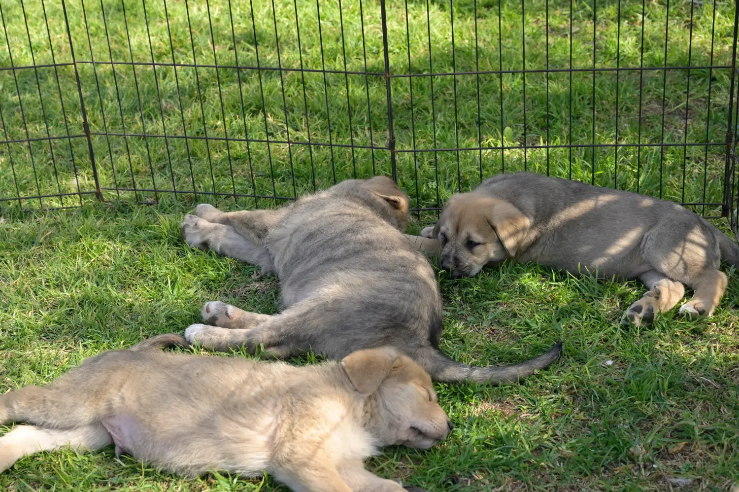 Buying a Mastín Español puppy means taking responsibility! Buy Mastín Español puppies.