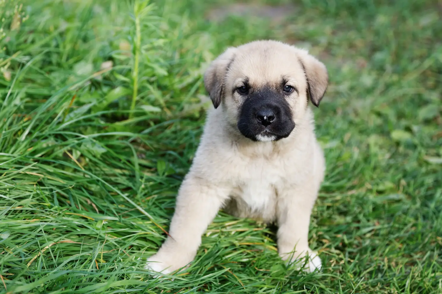 Buying a Mastín Español puppy means taking responsibility! Buy Mastín Español puppies.