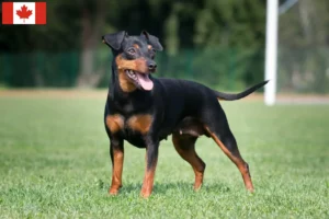 Read more about the article Miniature Pinscher breeders and puppies in Canada