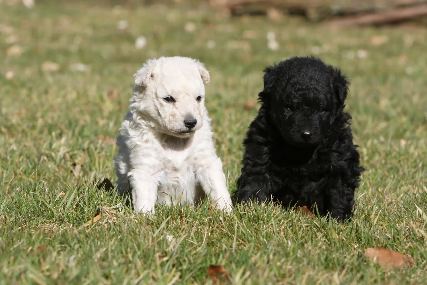 Buying a Mudi puppy means taking responsibility! Buy Mudi puppies.
