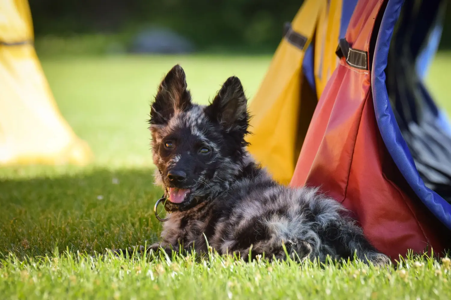Buying a Mudi puppy means taking responsibility! Buy Mudi puppies.
