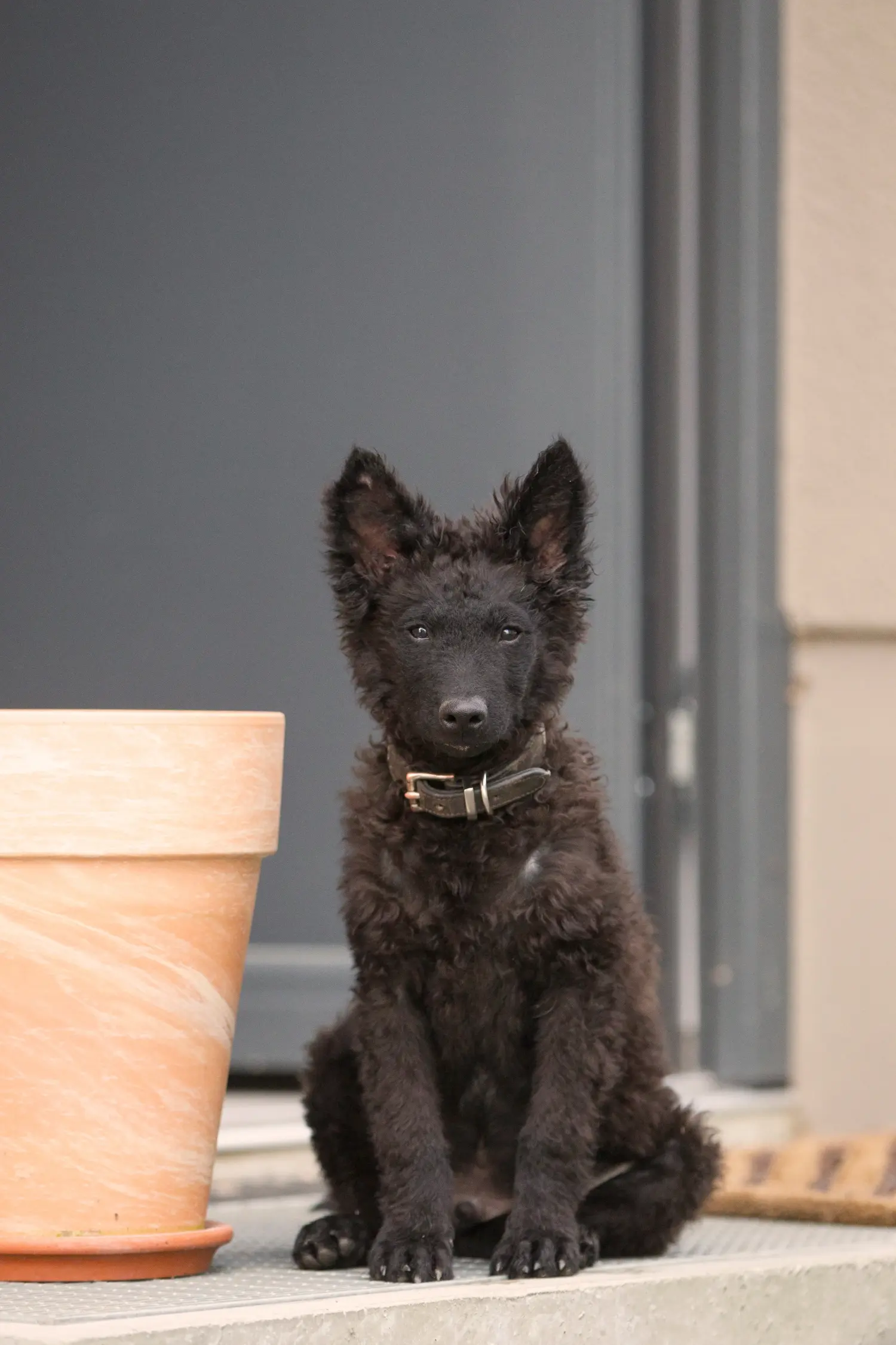 Buying a Mudi puppy means taking responsibility! Buy Mudi puppies.