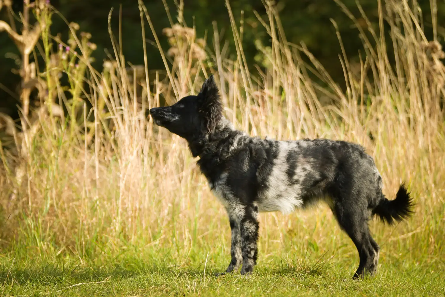 Buying a Mudi puppy means taking responsibility! Buy Mudi puppies.