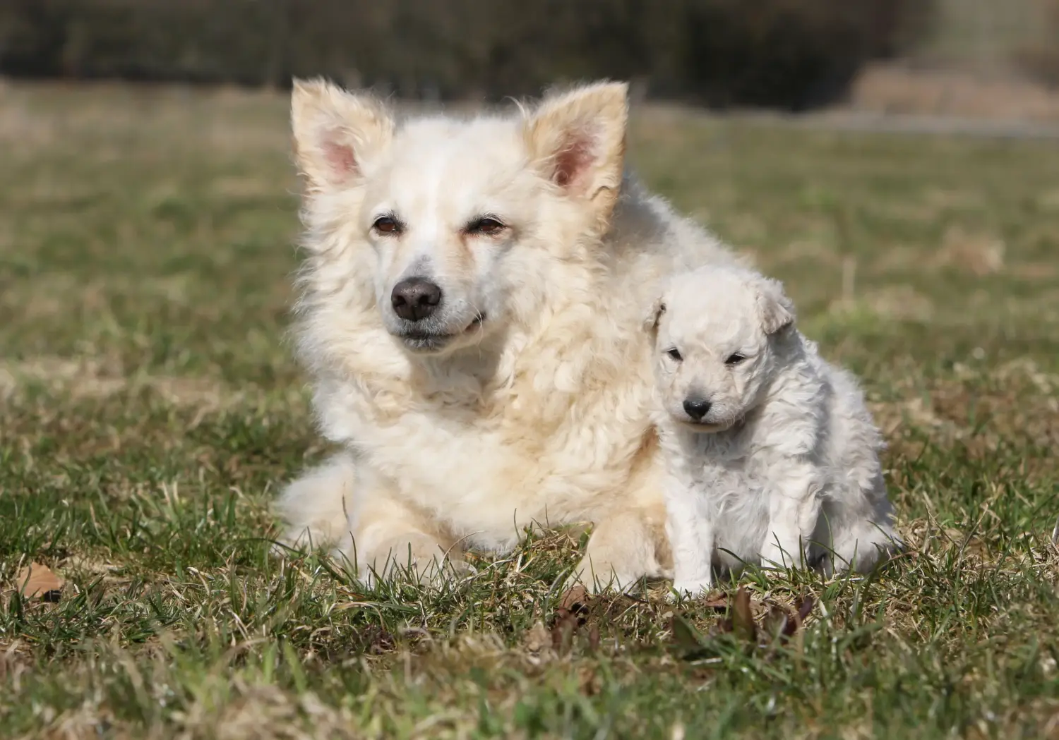 Buying a Mudi puppy means taking responsibility! Buy Mudi puppies.