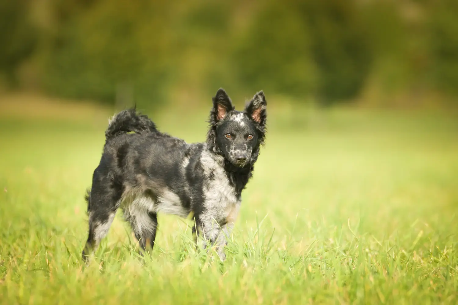 Buying a Mudi puppy means taking responsibility! Buy Mudi puppies.