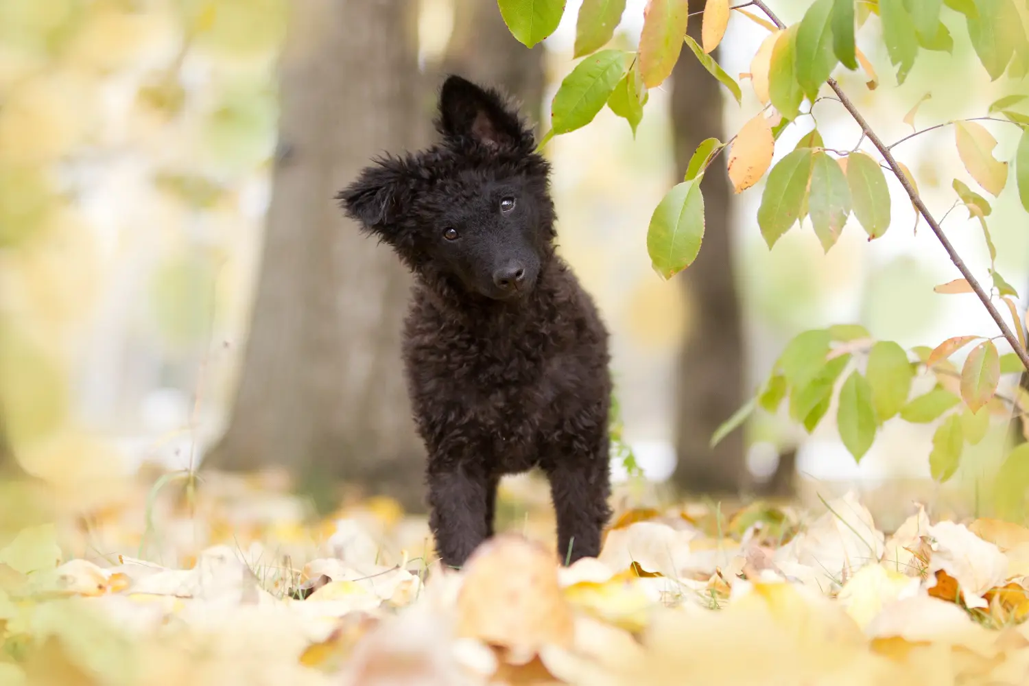 Buying a Mudi puppy means taking responsibility! Buy Mudi puppies.