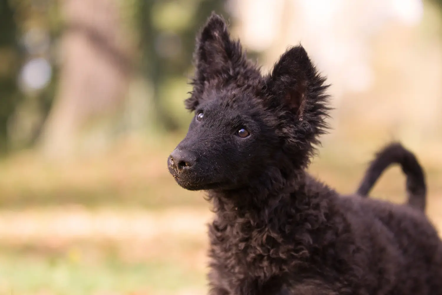 Buying a Mudi puppy means taking responsibility! Buy Mudi puppies.