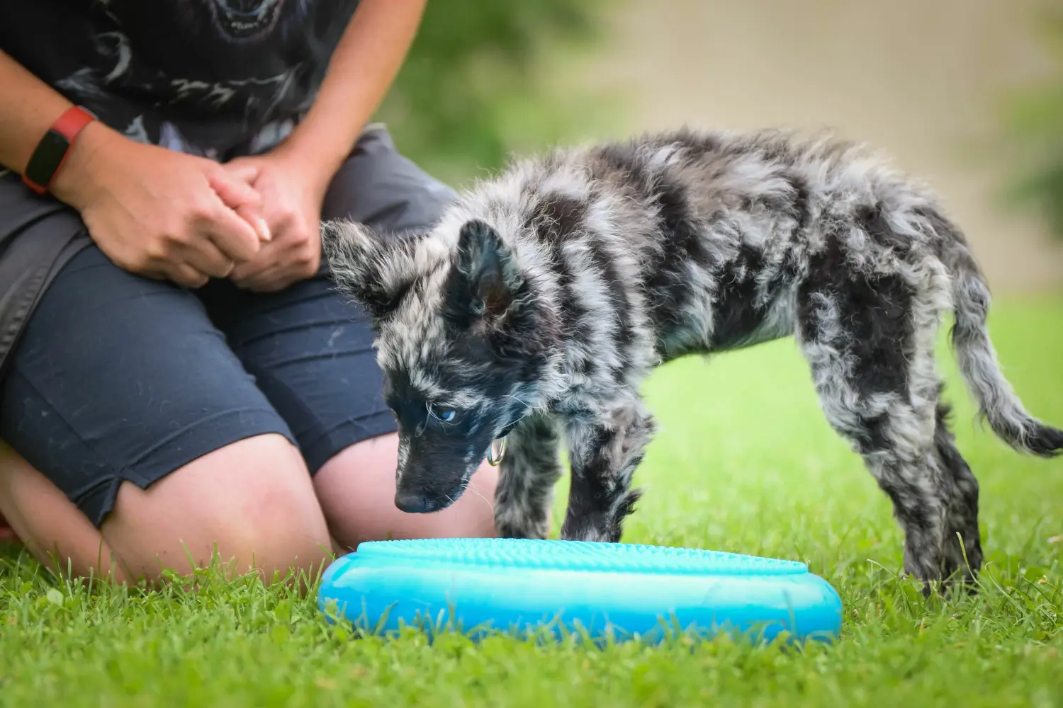 Buying a Mudi puppy means taking responsibility! Buy Mudi puppies.