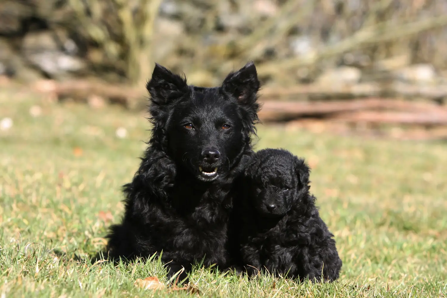 Buying a Mudi puppy means taking responsibility! Buy Mudi puppies.