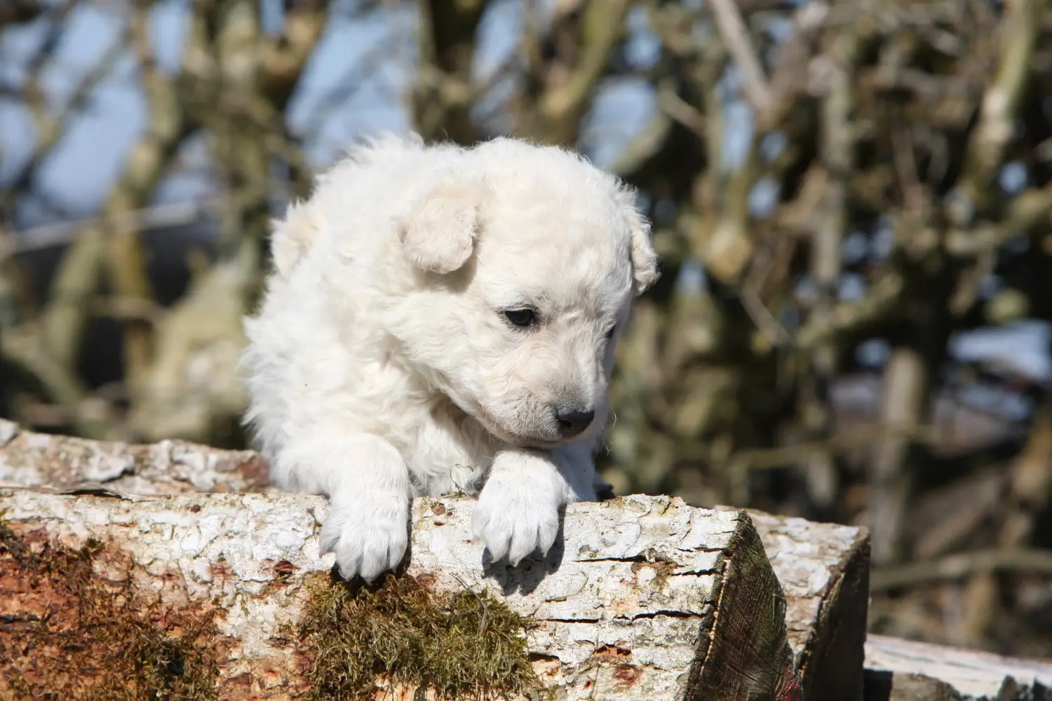 Buying a Mudi puppy means taking responsibility! Buy Mudi puppies.