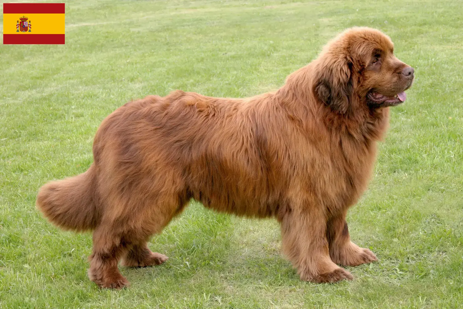 Newfoundland puppies and breeders Spain Here you can find Newfoundland breeders in Spain.